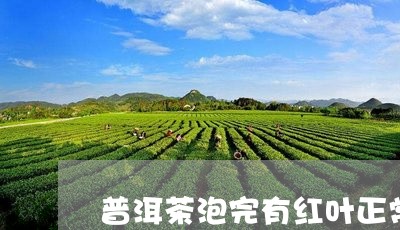 普洱茶泡完有红叶正常吗/2023102427248