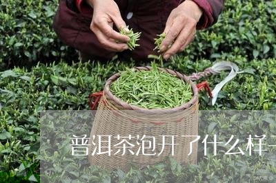 普洱茶泡开了什么样子/2023093053604