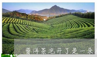 普洱茶泡开了是一朵花/2023092575838