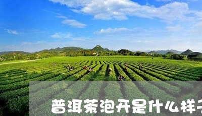 普洱茶泡开是什么样子/2023073198293