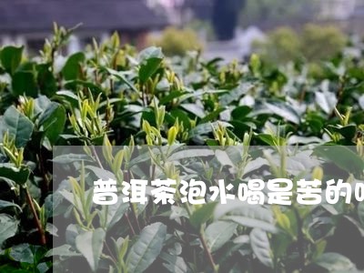 普洱茶泡水喝是苦的吗/2023092765387