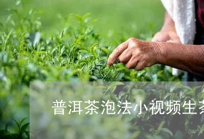 普洱茶泡法小视频生茶/2023083078270