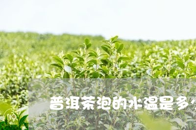 普洱茶泡的水温是多少/2023062171715