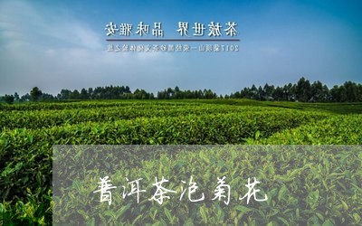 普洱茶泡菊花/2023042909834