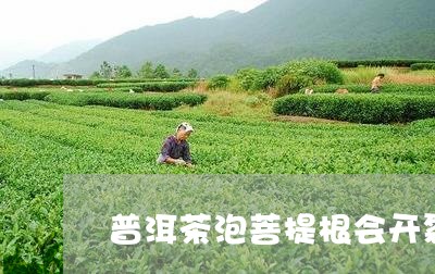 普洱茶泡菩提根会开裂吗/2023110107372