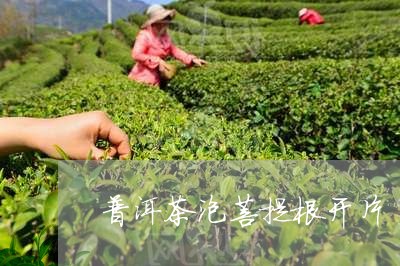 普洱茶泡菩提根开片/2023120598059