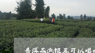 普洱茶泡银耳可以喝吗/2023062146947