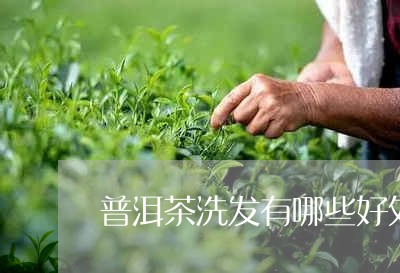 普洱茶洗发有哪些好处/2023100846251