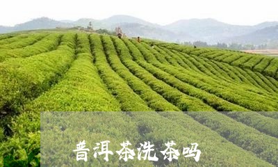 普洱茶洗茶吗/2023042955005