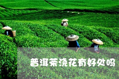 普洱茶浇花有好处吗/2023091596251