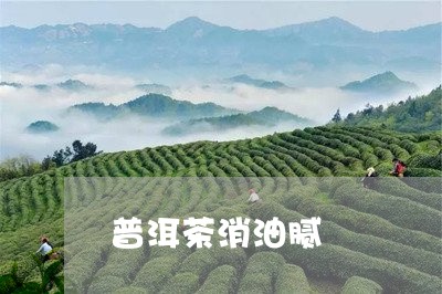 普洱茶消油腻/2023042655699