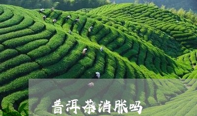 普洱茶消胀吗/2023090666380