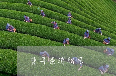 普洱茶消脂吗/2023042968997