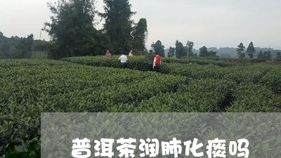 普洱茶润肺化痰吗/2023091302947