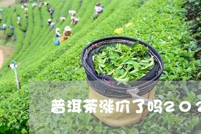 普洱茶涨价了吗2021年/2023110427181