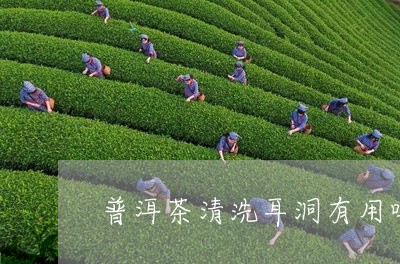 普洱茶清洗耳洞有用吗/2023112524147