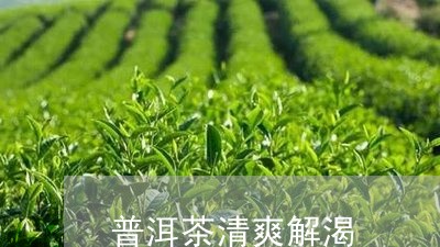 普洱茶清爽解渴/2023101670603