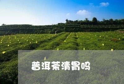 普洱茶清胃吗/2023042549667