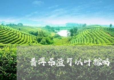 普洱茶渣可以叶榕吗/2023092754927