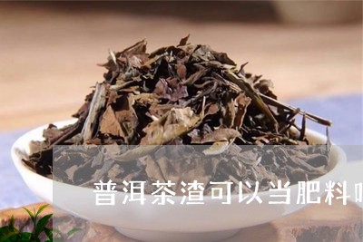 普洱茶渣可以当肥料吗/2023092871624