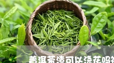 普洱茶渣可以浇花吗视频/2023120793835