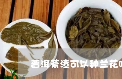 普洱茶渣可以种兰花吗有毒吗/2023121736137