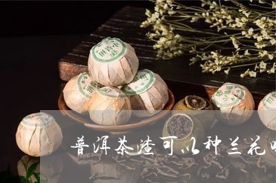 普洱茶渣可以种兰花吗视频/2023083091503