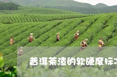 普洱茶渣的软硬度标准是/2023083095257