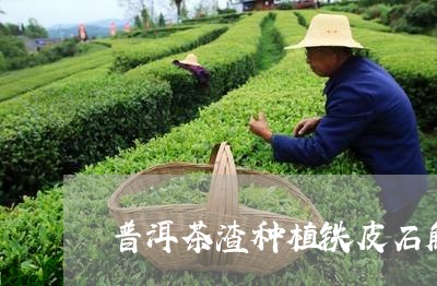 普洱茶渣种植铁皮石斛/2023092541813