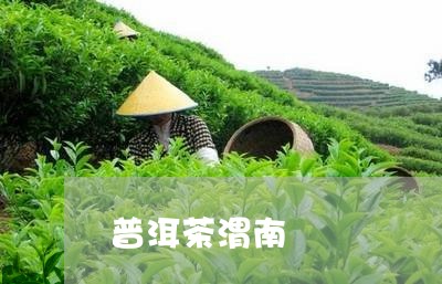 普洱茶渭南/2023090664037