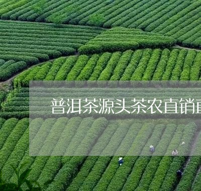 普洱茶源头茶农直销直播/2023103129202