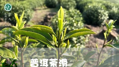 普洱茶滑/2023083114138