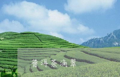 普洱茶滴翠/2023090632736