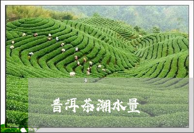 普洱茶潮水量/2023042665181