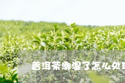 普洱茶潮湿了怎么处理/2023100762694