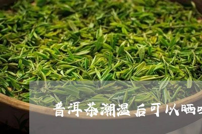 普洱茶潮湿后可以晒吗/2023072403704