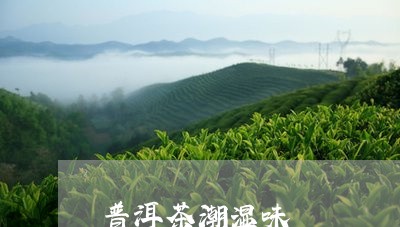 普洱茶潮湿味/2023042840037