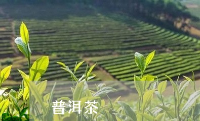 普洱茶潽/2023090125351