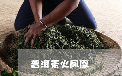 普洱茶火凤凰/2023042737399