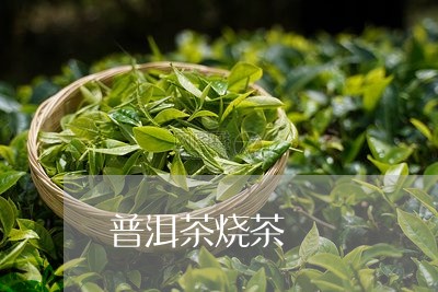 普洱茶烧茶/2023090543259