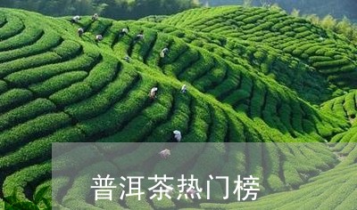 普洱茶热门榜/2023042807006