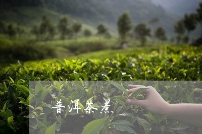 普洱茶煮/2023121884725