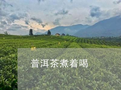 普洱茶煮着喝/2023042993415