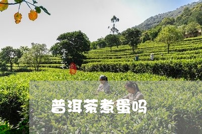 普洱茶煮蛋吗/2023090659406