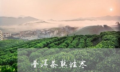 普洱茶熟性寒/2023042846460