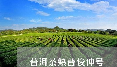 普洱茶熟普俊仲号/2023081623937