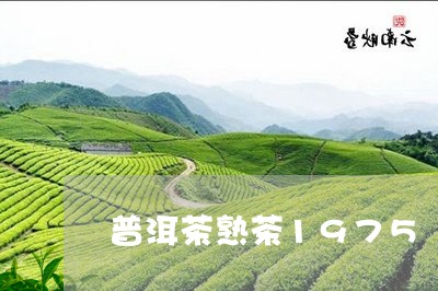 普洱茶熟茶1975/2023091554159