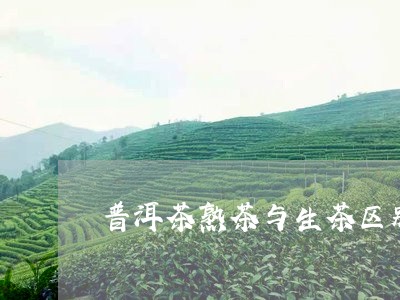 普洱茶熟茶与生茶区别是什么/2023052984928