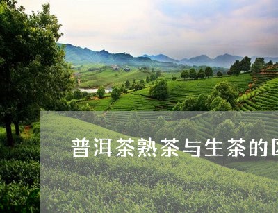 普洱茶熟茶与生茶的区别百度/2023052992706