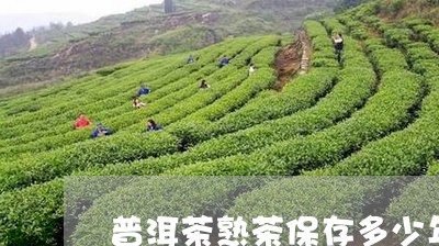 普洱茶熟茶保存多少年/2023100592626